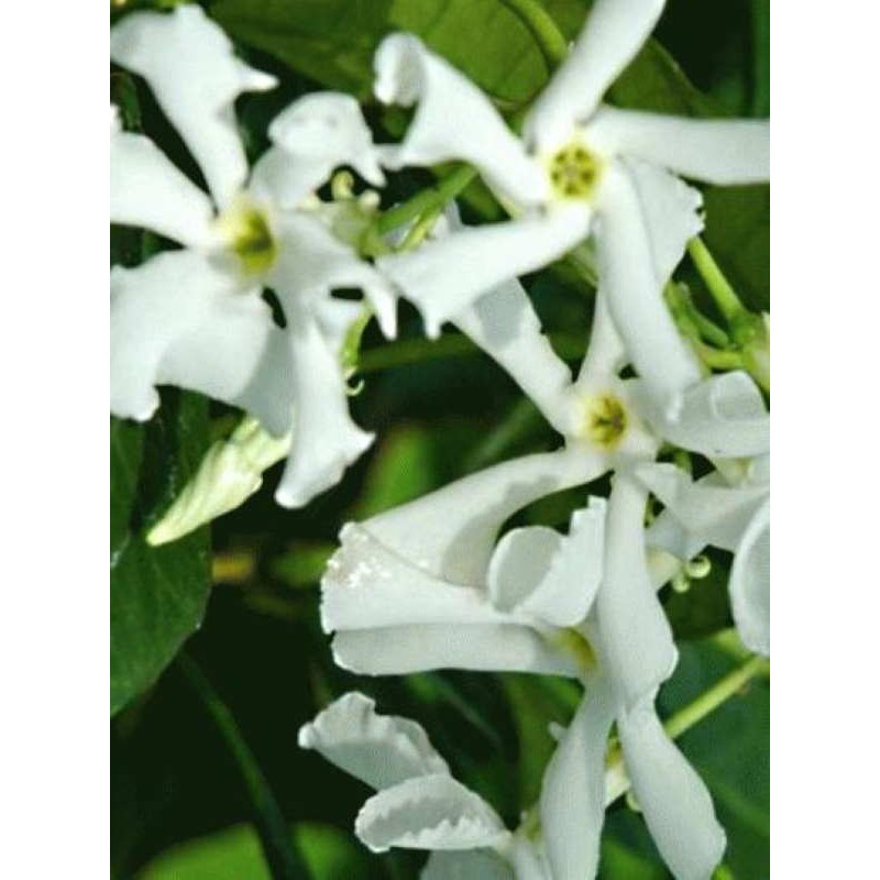 Trachelospermum jasminoides