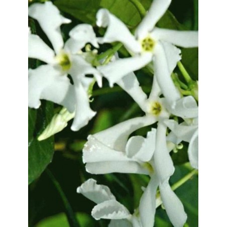 Trachelospermum jasminoides
