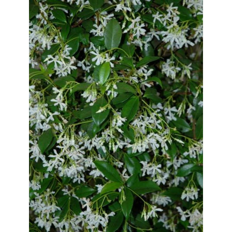 Trachelospermum jasminoides Trachelospermum jasminoides