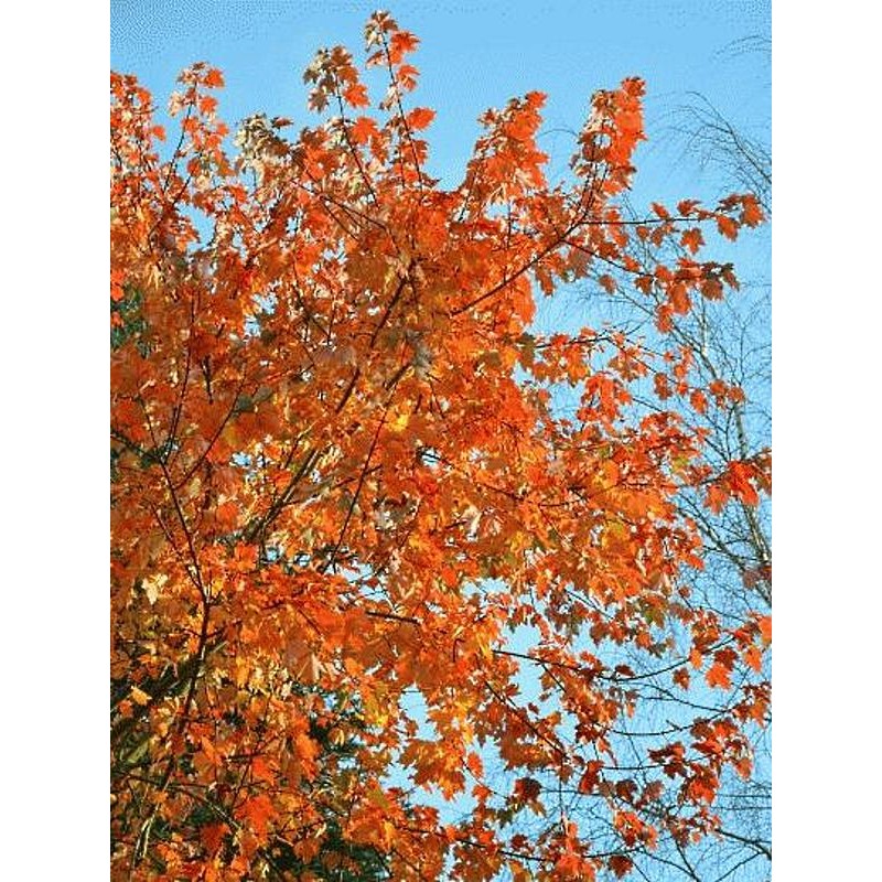 Acer rubrum 'October Glory'