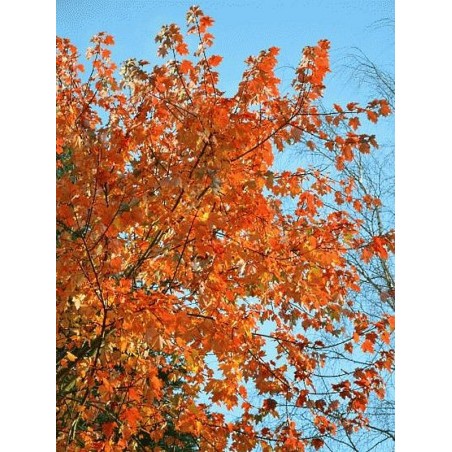 Acer rubrum 'October Glory' Acer rubrum 'October Glory'