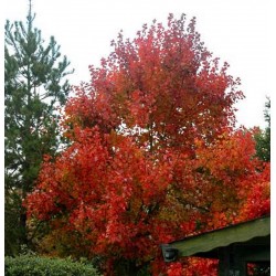 Acer rubrum 'October Glory' - autumn colour