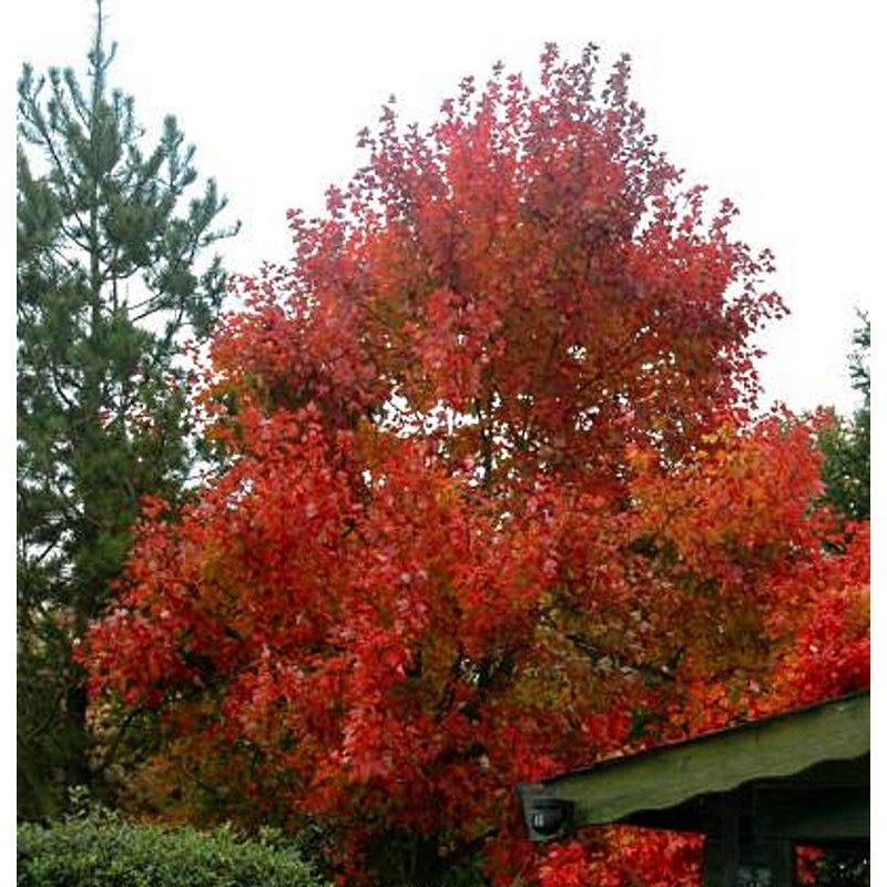 Acer rubrum 'October Glory' - autumn colour Acer rubrum 'October Glory' - autumn colour