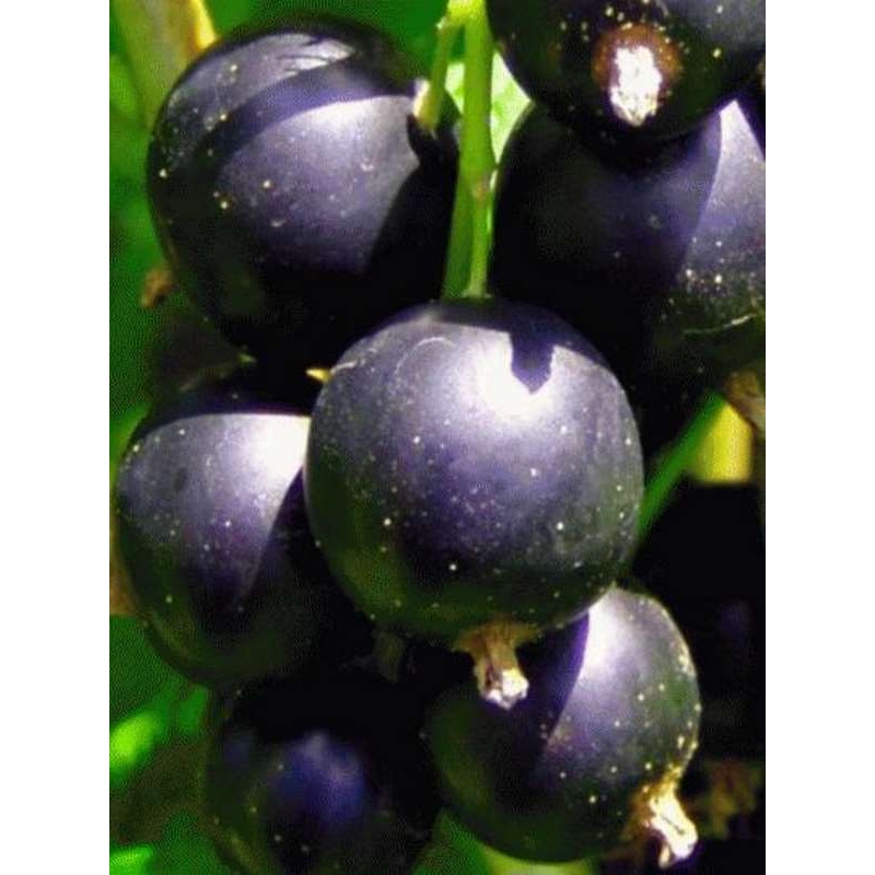 Ribes 'Ben Lomond' Ribes 'Ben Lomond'