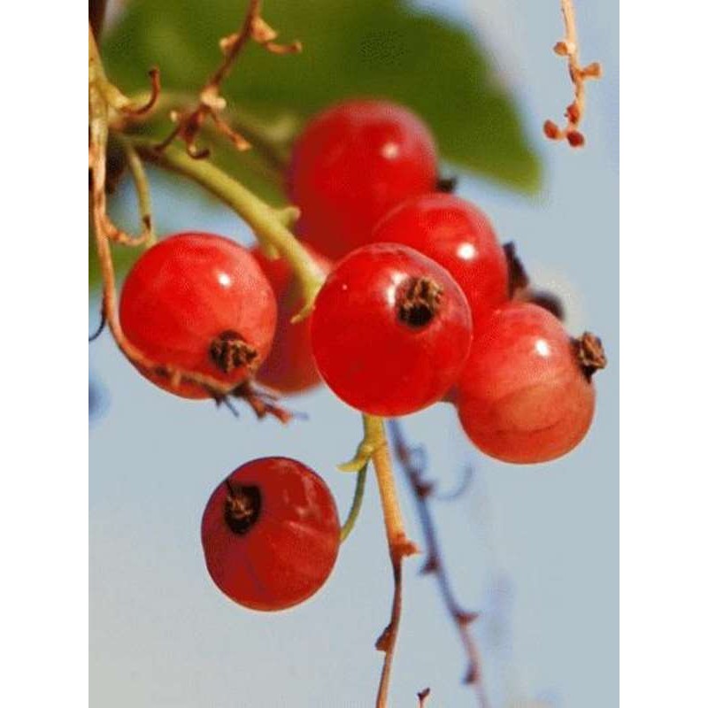 Ribes 'Jonkheer van Tets' Ribes 'Jonkheer van Tets'