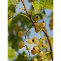 Ribes 'White Versailles'