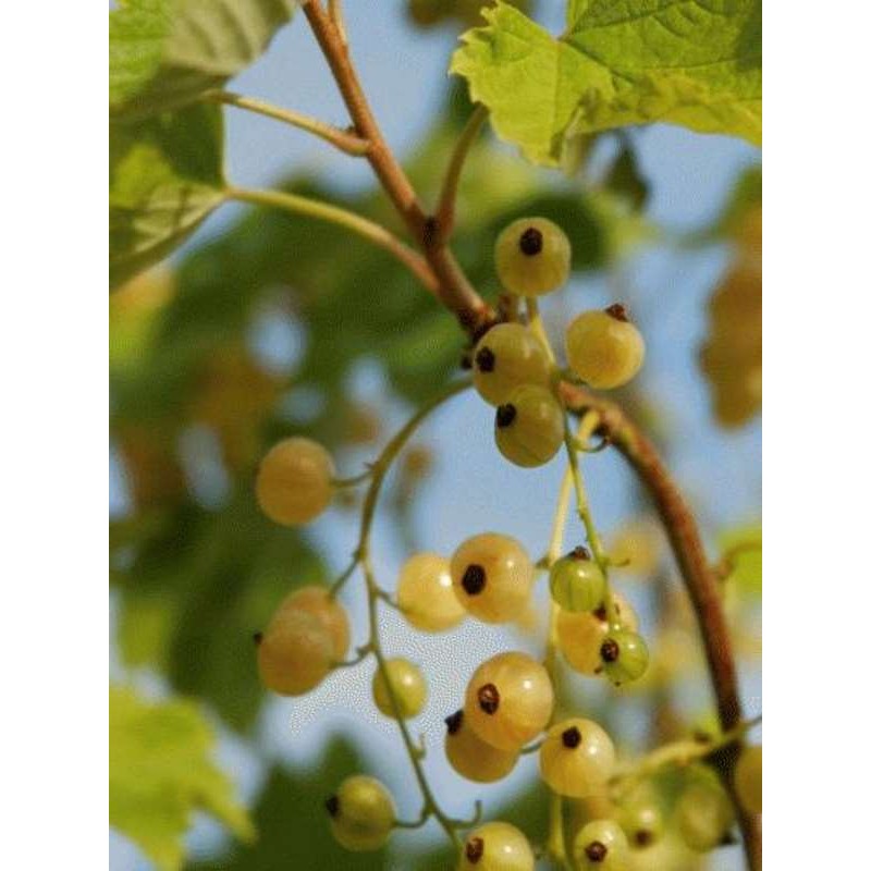 Ribes 'White Versailles'