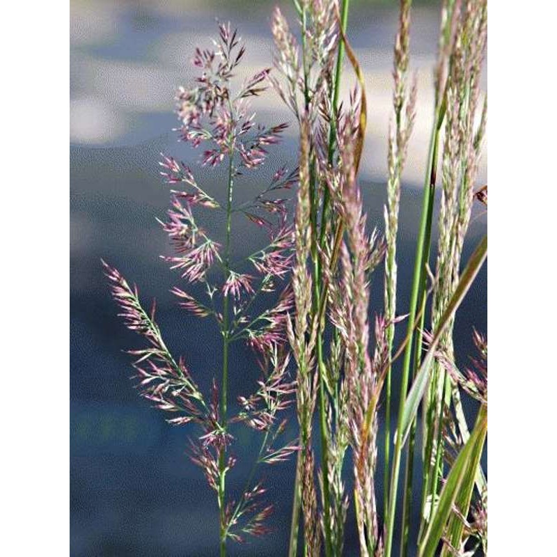 Calamagrostis x acutiflora 'Overdam' Calamagrostis x acutiflora 'Overdam'