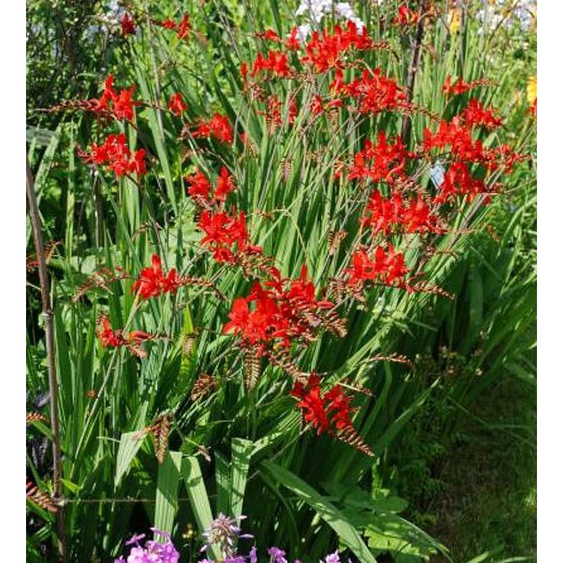 Crocosmia 'Lucifer' - summer flowers