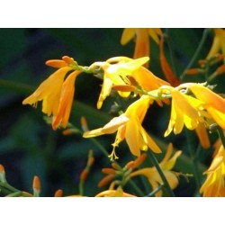 Crocosmia 'George Davidson'