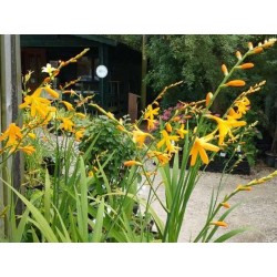 Crocosmia 'George Davidson'