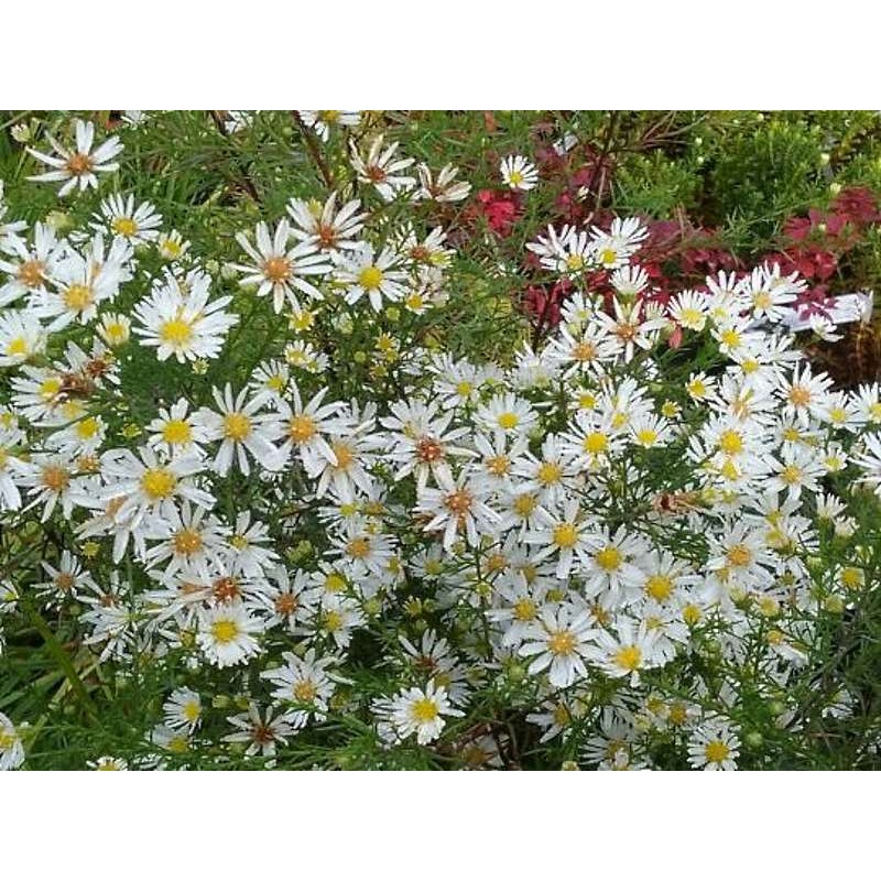 Aster pringlei 'Monte Cassino' Aster pringlei 'Monte Cassino'