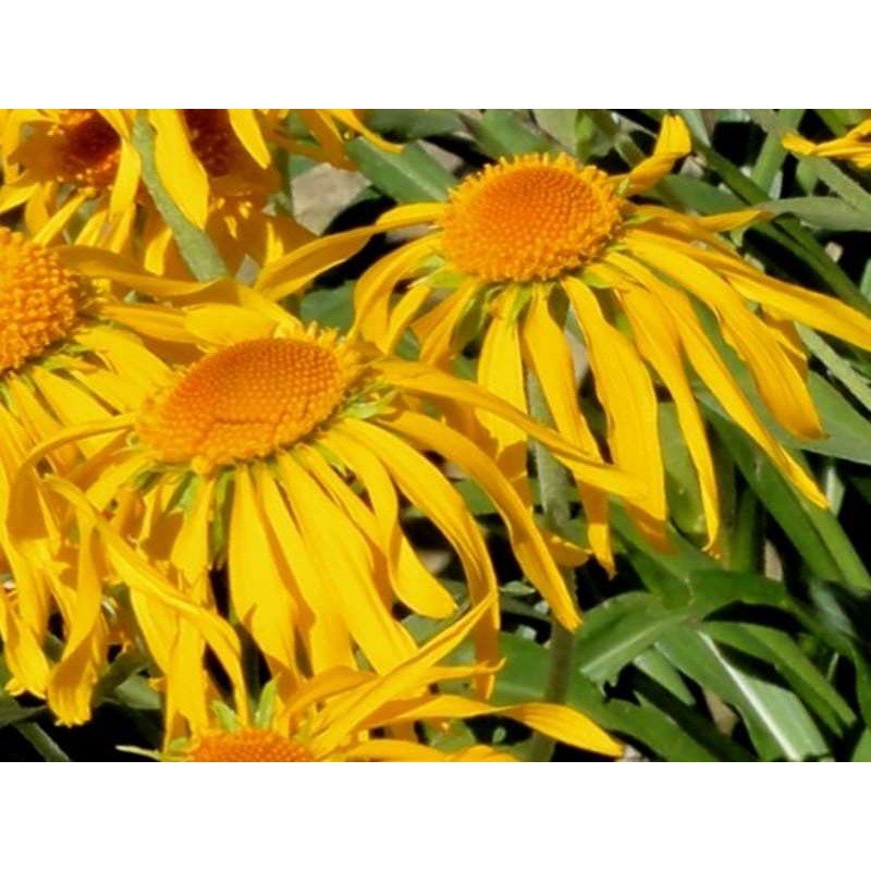 Helenium hoopesii Helenium hoopesii