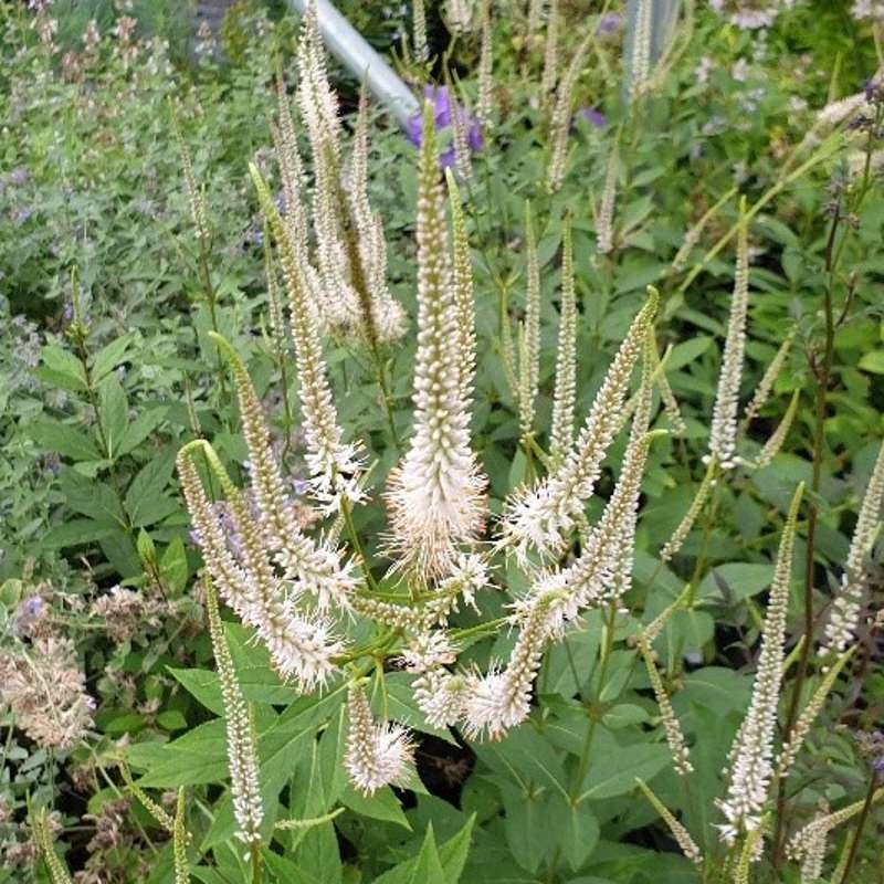 Veronicastrum virginicum 'Pink Glow'