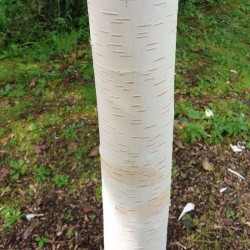 Betula utilis 'Grayswood Ghost'