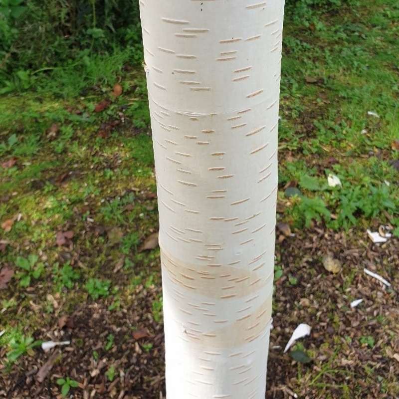 Betula utilis 'Grayswood Ghost'