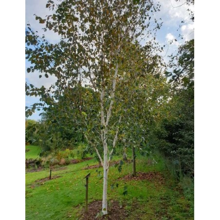 Betula utilis 'Grayswood Ghost' Betula utilis 'Grayswood Ghost'