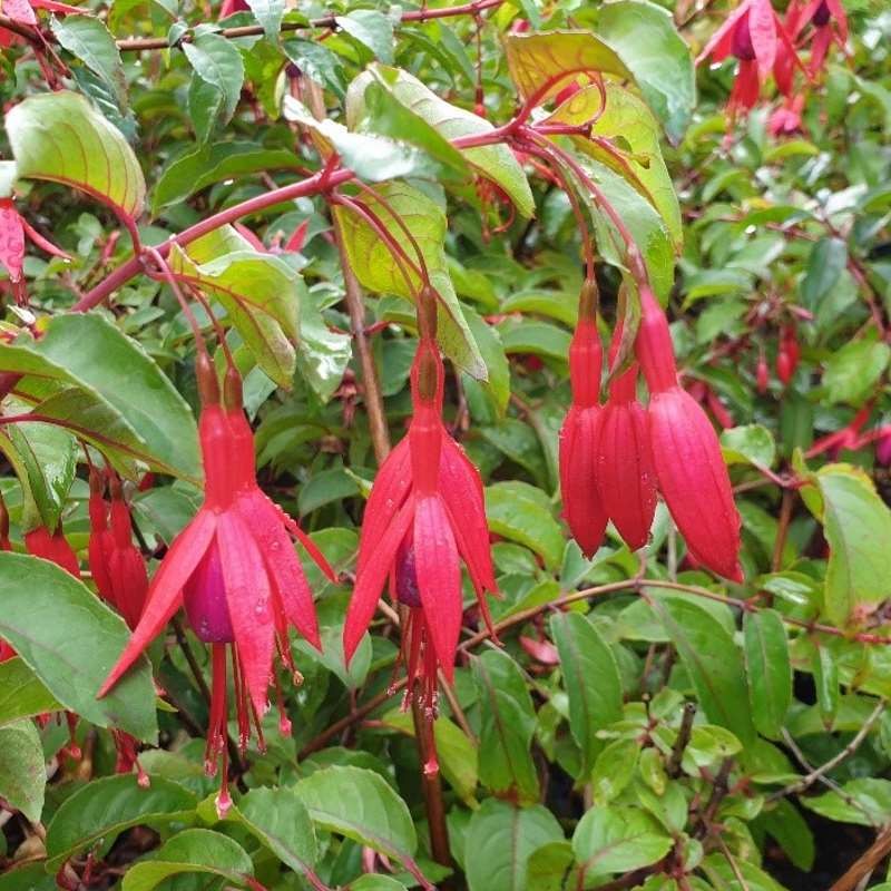 Fuchsia x 'King George' Fuchsia x 'King George'