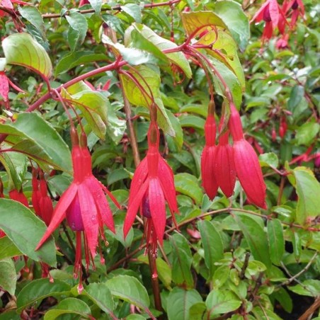 Fuchsia x 'King George'