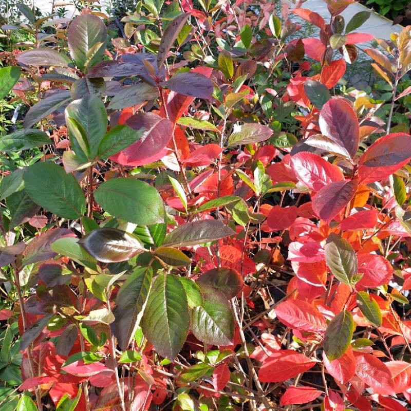 Aronia prunifolia Aronia prunifolia