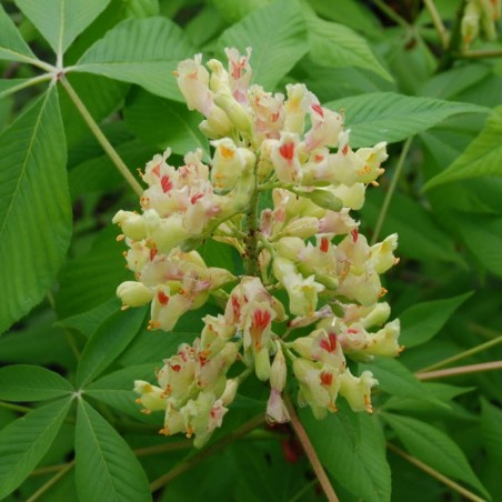 Aesculus flava 'Vestita' - flowers