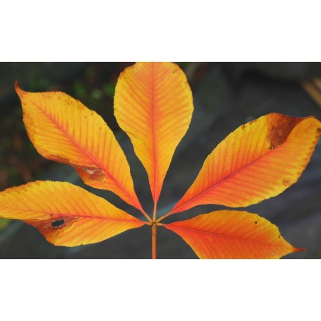 Aesculus flava 'Vestita' - autumn colour