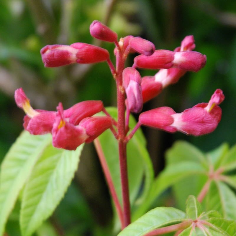 Aesculus pavia 'Atrosanguinea'