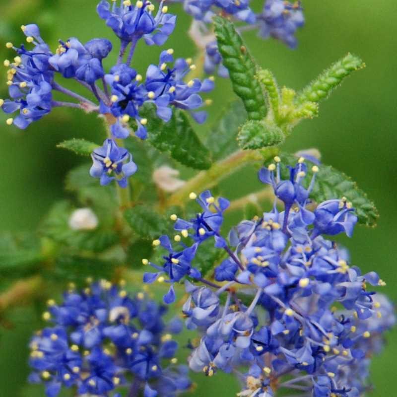 Ceanothus impressus 'Puget Blue' Ceanothus impressus 'Puget Blue'