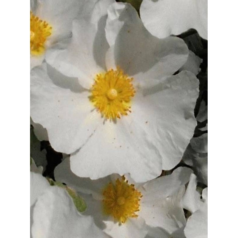 Cistus x corbariensis