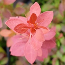 Berberis thunbergii 'Coral'