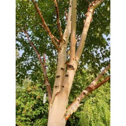 Betula albosinensis 'Pink Champagne'