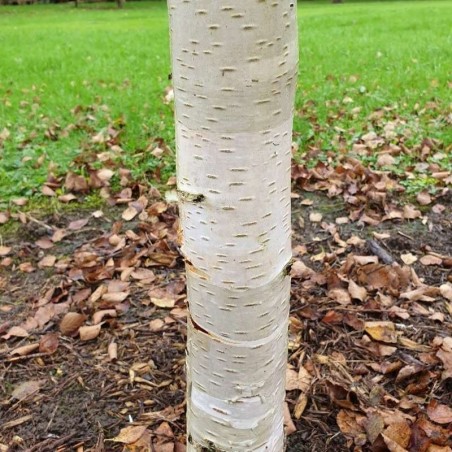 Betula pendula 'Spider Alley' Betula pendula 'Spider Alley'