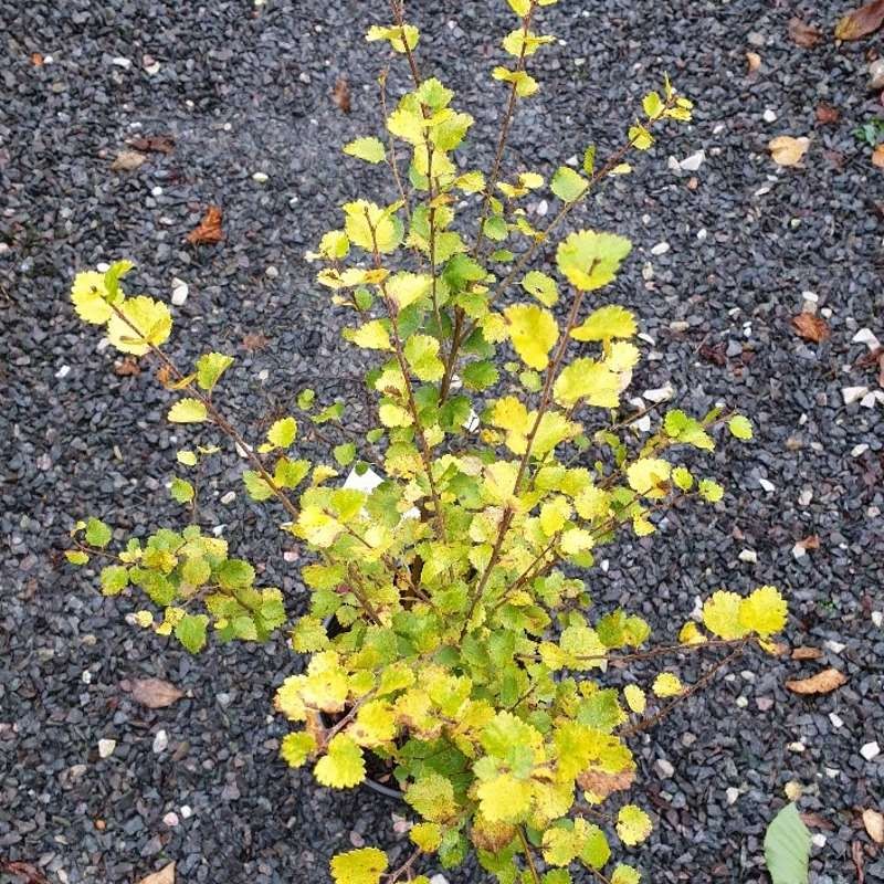 Betula nana 'Golden Treasure' Betula nana 'Golden Treasure'