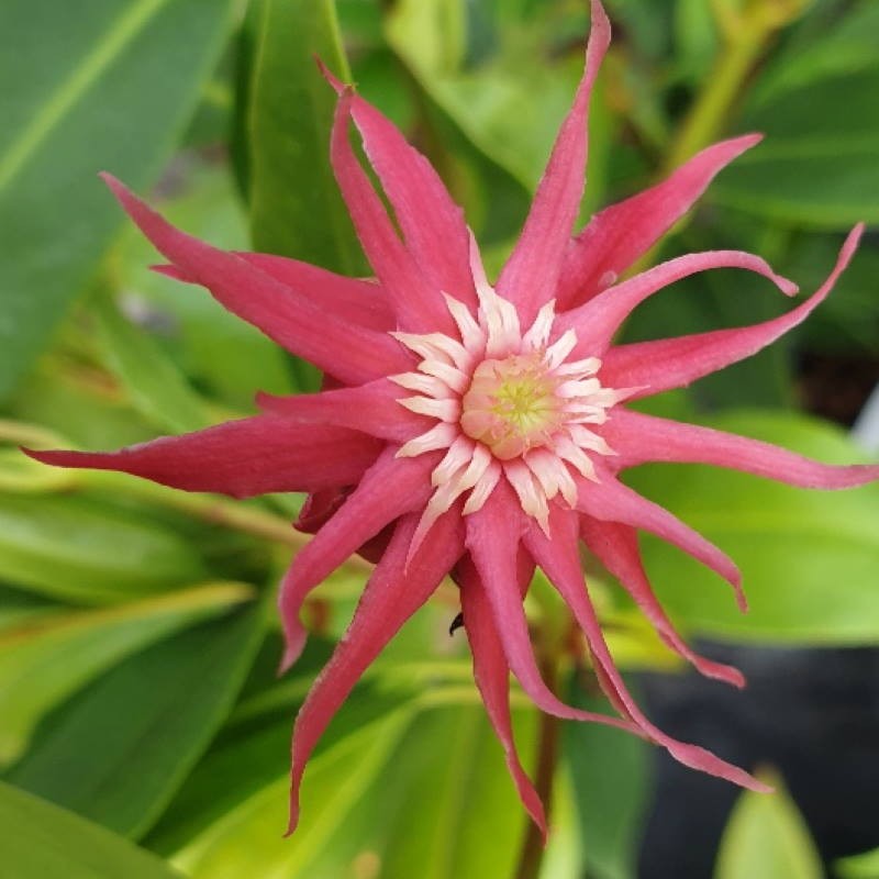 Illicium mexicanum Illicium mexicanum