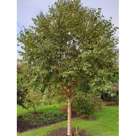 Betula utilis 'Mt Luoji'