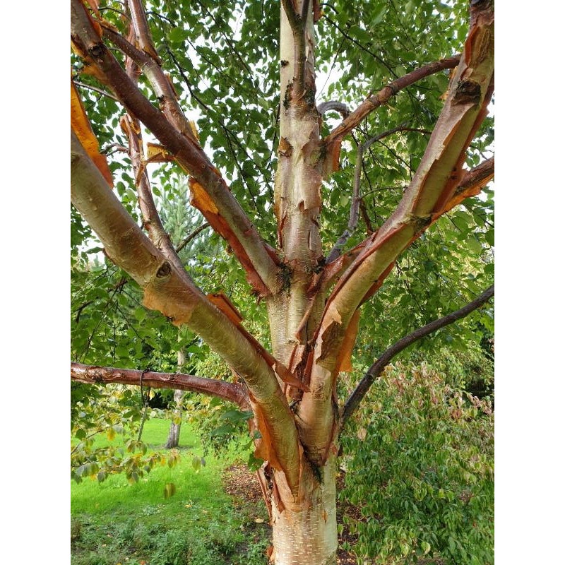 Betula utilis 'Mt Luoji'