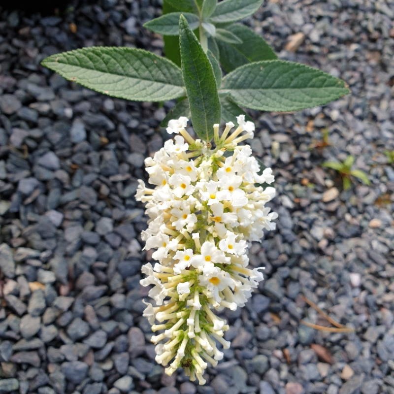 Buddleja 'Dreaming White' Buddleja 'Dreaming White'