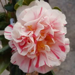 Camellia japonica 'William Honey'