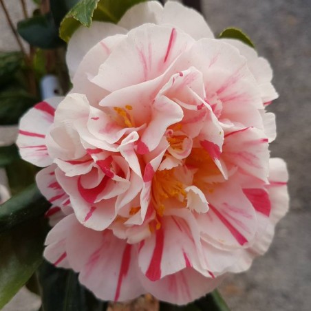 Camellia japonica 'William Honey'