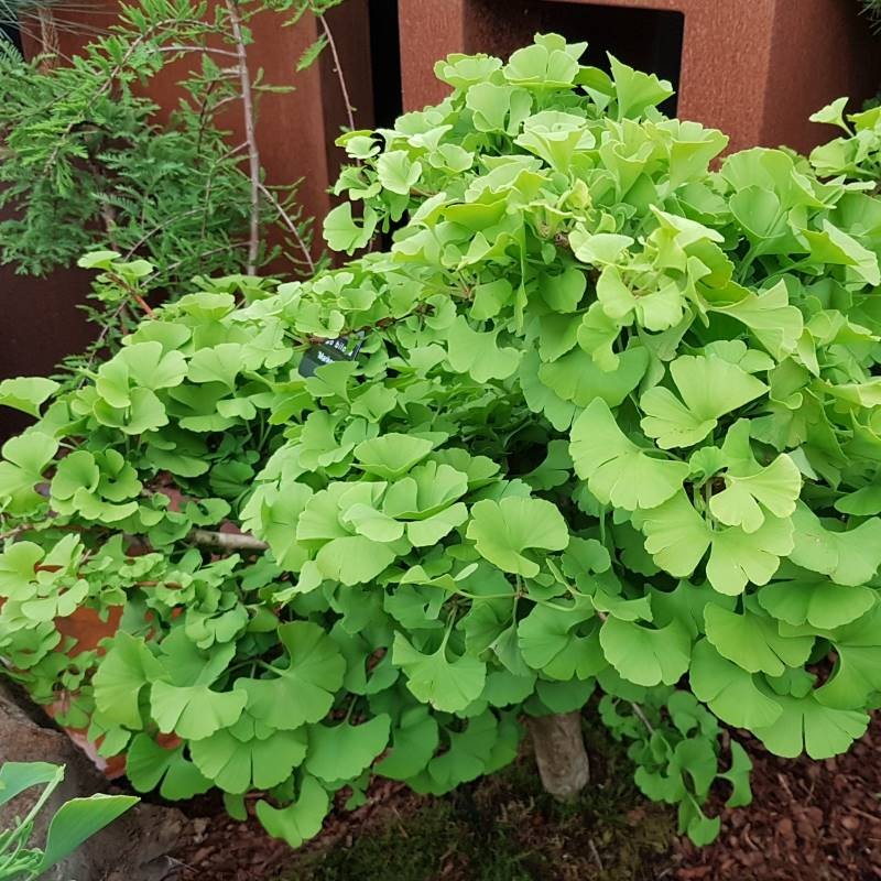 Ginkgo biloba 'Mariken' Ginkgo biloba 'Mariken'