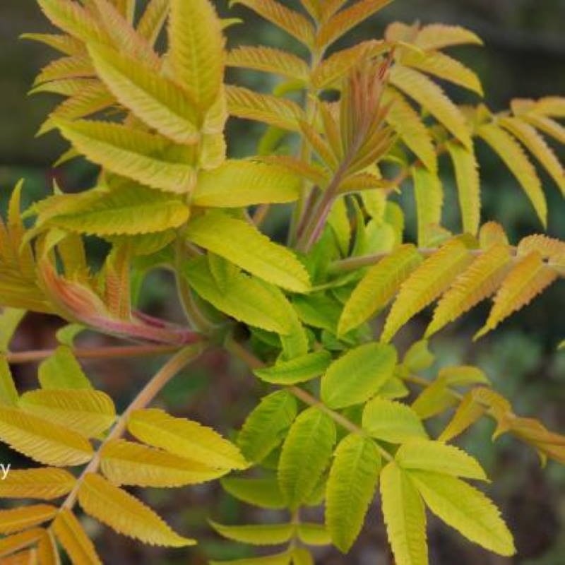 Rhus typhina 'Radiance' Rhus typhina 'Radiance'