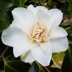 Camellia japonica 'Mary Costa'