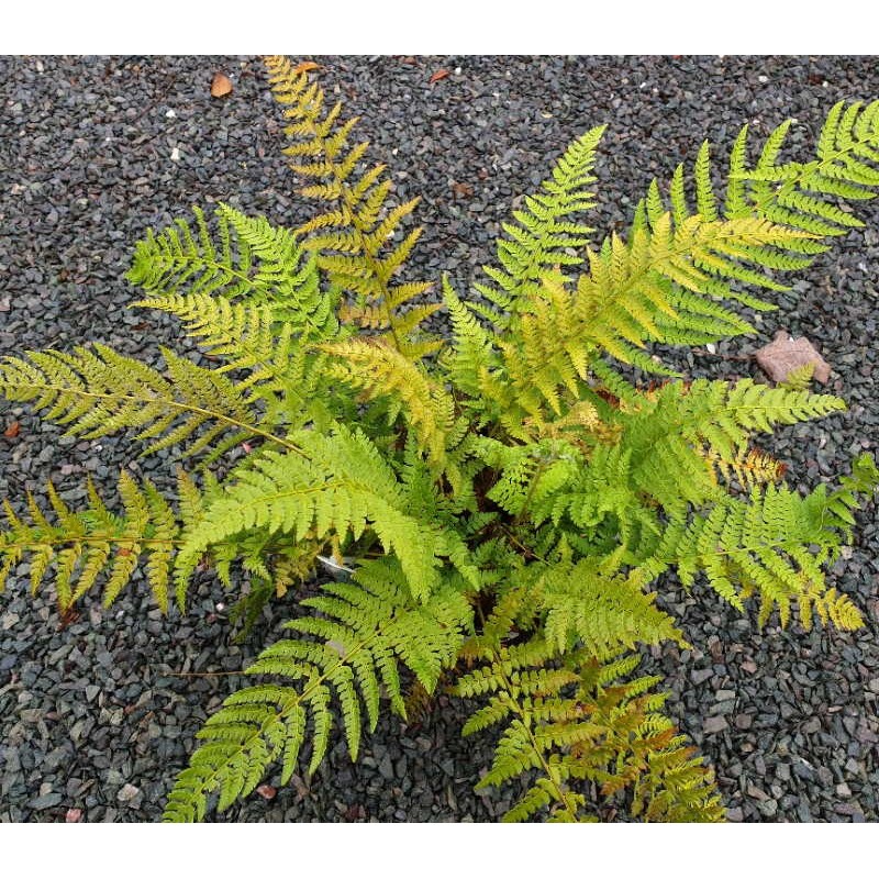 Polystichum setiferum Polystichum setiferum
