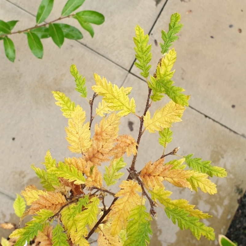 Carpinus betulus 'Quercifolia' Carpinus betulus 'Quercifolia'