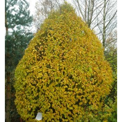 Carpinus betulus 'Globus'