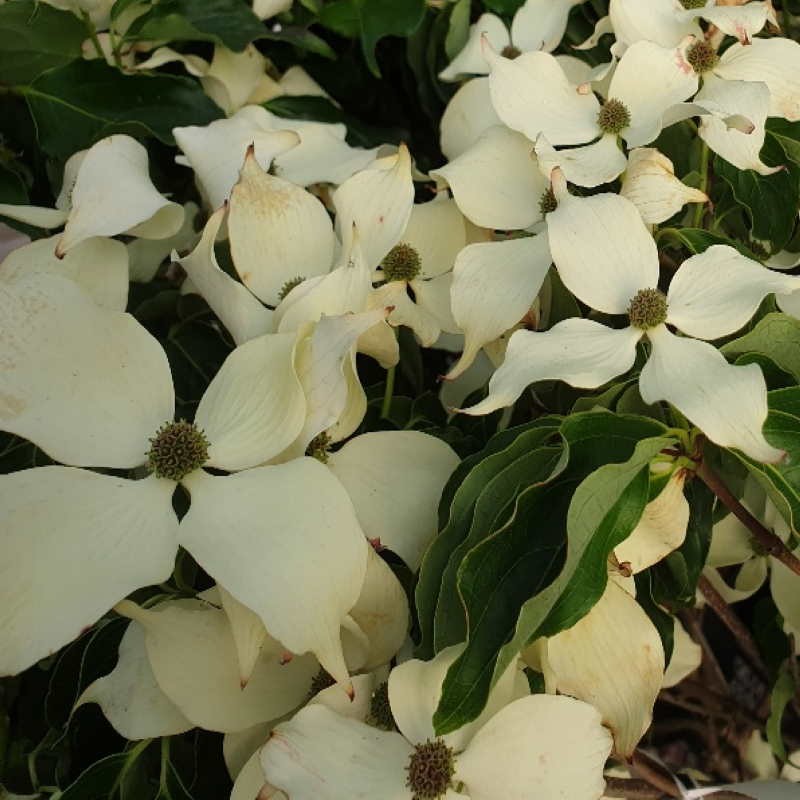 Cornus kousa 'Milky way'