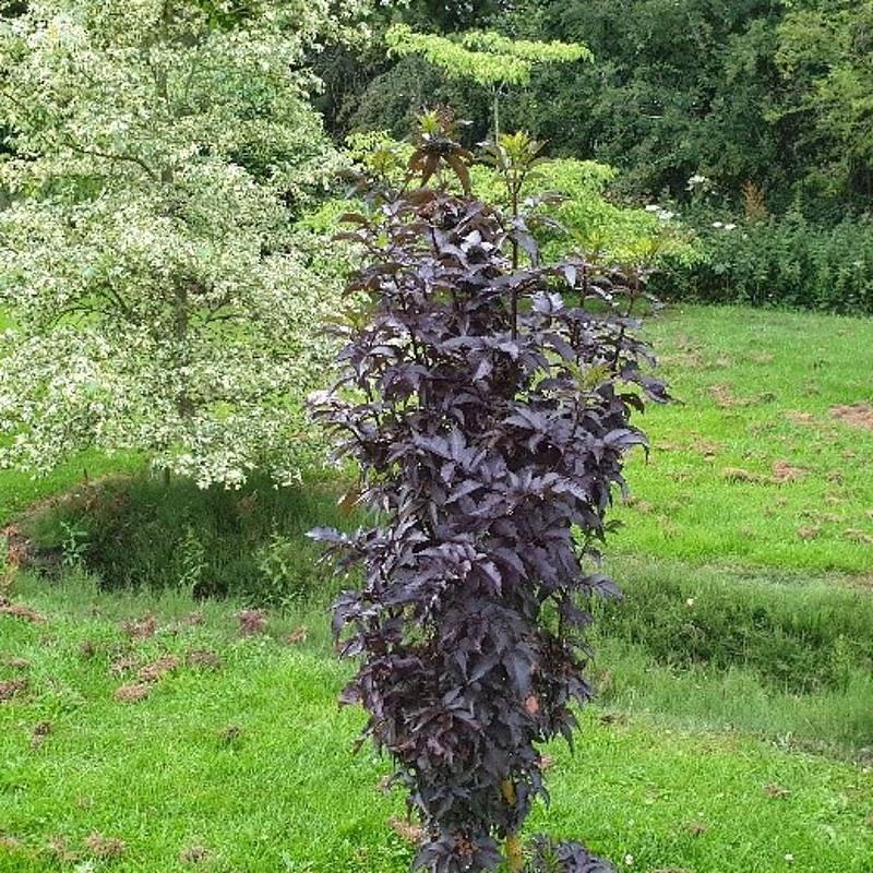 Sambucus 'Black Tower'