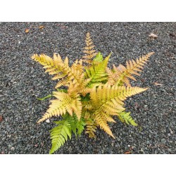 Dryopteris erythrosora