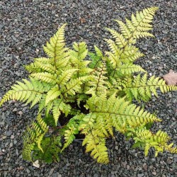 Athyrium otophorum var. okanum