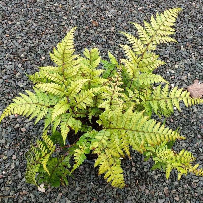 Athyrium otophorum var. okanum Athyrium otophorum var. okanum
